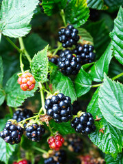 Smaczne i pełne witamin owoce jeżyna zwana również jako ostrężyna (Rubus L.) dojrzewa w lecie