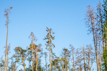 forest dieback in central europe