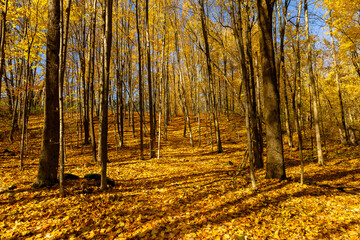 Fototapeta premium Forest Bathing I