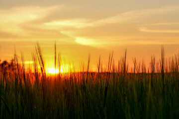sunset over grainfield