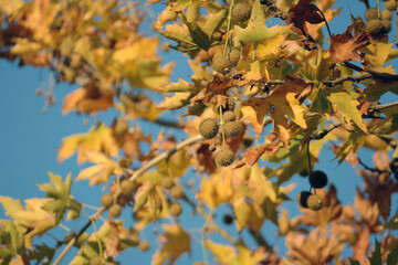 Image of golden yellow autumn leaves on tree branches and acorns hanging in sunny November day with clear blue sky, a golden hour photograph as fall background with the combination of yellow and blue