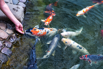 Feeding koi carp - Cyprinus Rubrofuscus by hand.  Fun and relaxing at the pond with pebble bottom.