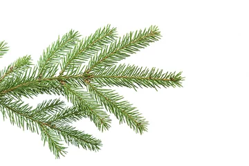 Rucksack Zweig des Weihnachtsbaums. Grüner Fichten- oder Kiefernzweig mit Nadeln. Isoliert auf weißem Hintergrund. Ansicht von oben hautnah. © Albert Ziganshin