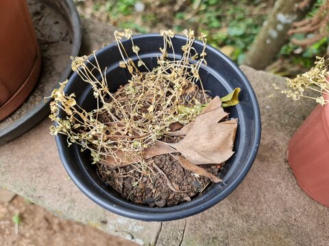 planta seca, morta, sem vida, descuido