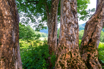 Beautiful scene at Caucasus mountains with trees