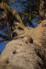 baby baboon on the tree