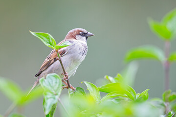 A male House sparrow (Passer domesticus) perched on a branch between leaves.