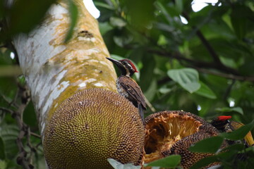 woodpecker eating jackfruit 
