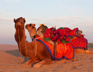 Dromedary camels waiting tourists for riding over dunes in Thar desert near Jaisalmer, Rajasthan, India