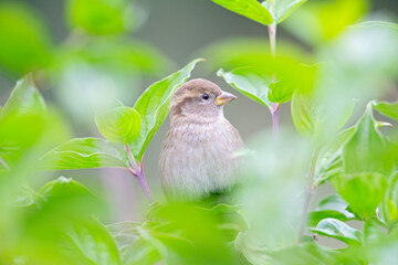 A female House sparrow (Passer domesticus) perched on a branch between leaves.