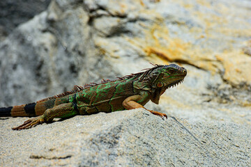 Animals lizard iguana. Green iguana also known as the American iguana is a lizard reptile in the genus Iguana.