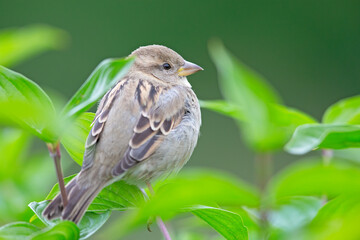 A female House sparrow (Passer domesticus) perched on a branch between leaves.