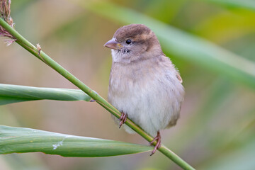 A female House sparrow (Passer domesticus) perched on a branch between leaves.