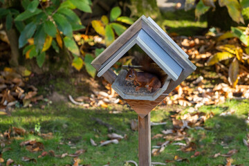 Squirrel in and around a feeder bird house
