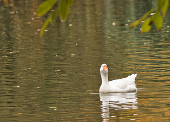 Ein schöner Park mit einem großen Teich an dem Wildgänse leben