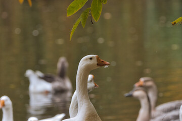 Ein schöner Park mit einem großen Teich an dem Wildgänse leben