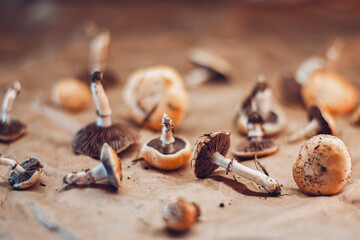 A lot of fresh tiny edible mushrooms right from the forest on the wooden table. Warm cozy atmosphere of country. 