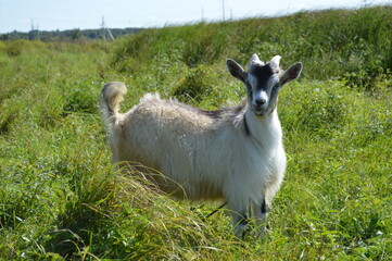 Obraz premium Рязанская область, серая коза с черной головой на зеленом лугу