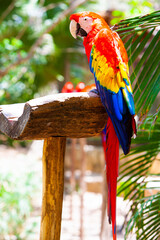 Couple of long-tailed colorful macaw parrots © Myroslava