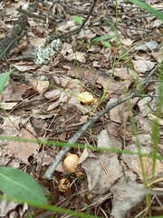 autumn leaves in the forest