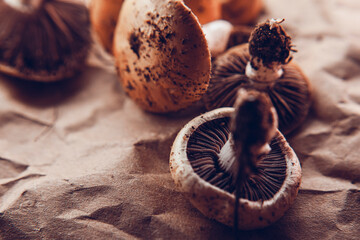 Cozy wild mushrooms harvesting from forest, lie on the craft paper. Cozy warm colors and nice texture.