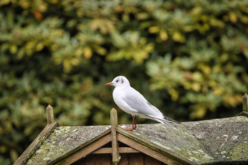 Eine Möwe sitzt auf einem schwimmenden Haus eines Teiches in einem schönen Park. 