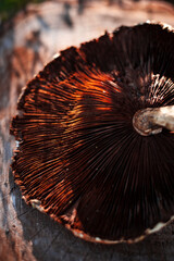 Close shoot of autumn mushroom's umbrella in bright sunlight on the wooden background