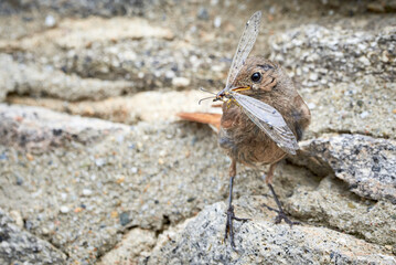 Black redstart female bird with insect in her beak (Phoenicurus ochruros)	