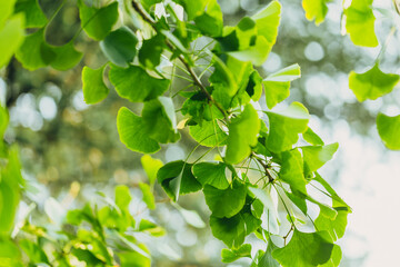 Fototapeta na wymiar Close-up brightly wet green leaves of Ginkgo tree (Ginkgo biloba), known as ginkgo or gingko in soft focus against background of blurry foliage.