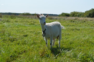 Рязанская область, белая коза привязана веревкой на лугу