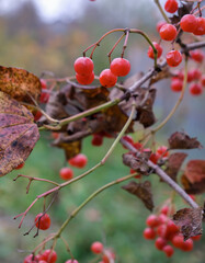 Viburnum opulus can be found throughout Ukrainian folklore such as songs, decorative art, Ukrainian embroidery, and poetry.
