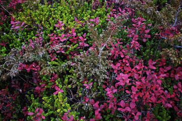 Bright autumn tundra plants. The texture of flowers, herbs, berries