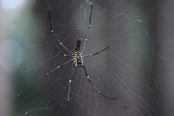 spider on web