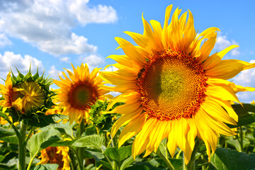 Colorful sunflowers in field, blue sky