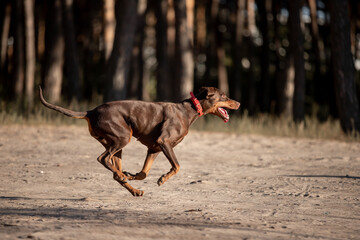 Beautiful dog Doberman breed in a pine forest