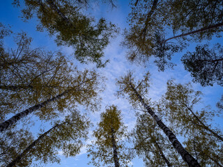 Blick nach oben in die Bäume