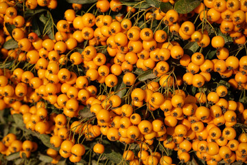 pyracantha with bright orange small fruits as background