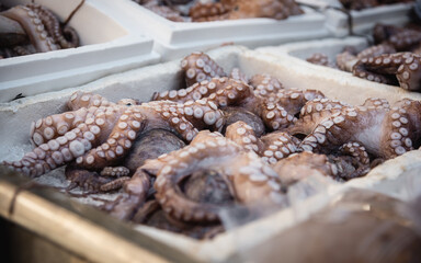 Freshly caught octopus vulgaris in a box with ice at farmer's market