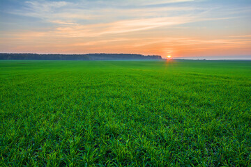 Sunset over a green field of young sprouts of winter wheat