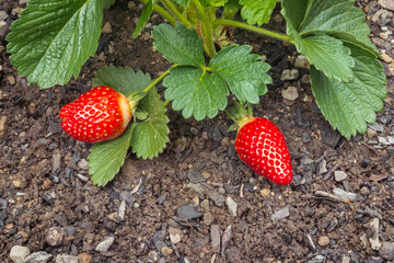 closeup of a strawberry plant with ripe organic strawberries and copy space