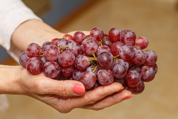 Bunch of grapes in the hands of a girl. Handpicked ripe grapes closeup. Fresh juicy berries. Healthy organic sweet fruit. Delicious autumn natural dessert. Vitamins diet for woman