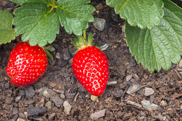 detail of a strawberry plant with ripe strawberries growing in organic garden
