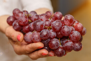 Bunch of grapes in the hands of a girl. Handpicked ripe grapes closeup. Fresh juicy berries. Healthy organic sweet fruit. Delicious autumn natural dessert. Vitamins diet for woman