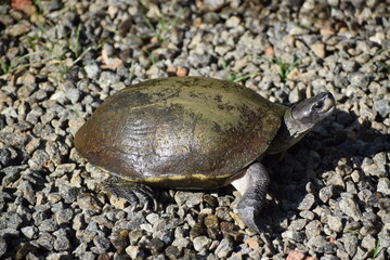 turtle on the rocks