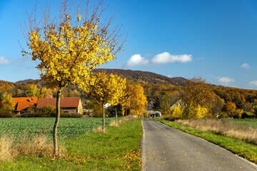 Fototapeta premium Alley of trees with yellow leaves by the road to the village. Autumn landscape in the Czech Republic.