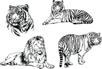 vector drawings sketches different predator , tigers lions cheetahs and leopards are drawn in ink by hand , objects with no background