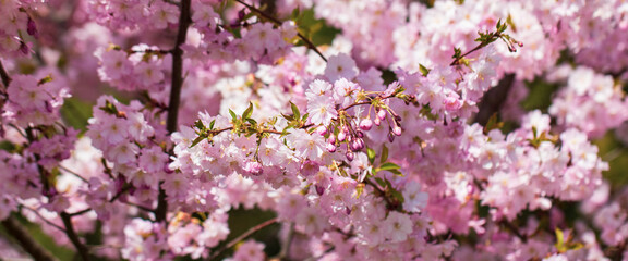 Pink cherry blossoming flowers, sakura power flowers. Selective focus. Banner.