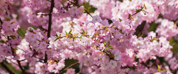 Fototapeta premium Pink cherry blossoming flowers, sakura power flowers. Selective focus. Banner.