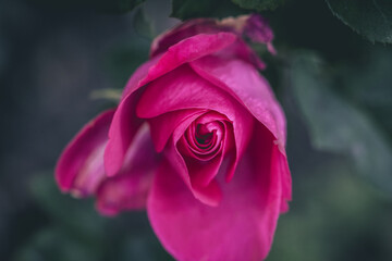 Beautiful Valentine Rose Bud Nature Love Background, Beautiful pink roses on tree bush leaves