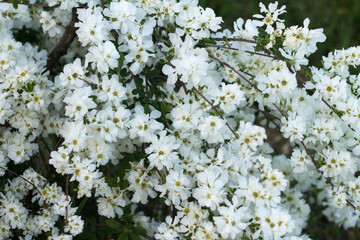 Decorative bush blooms in white beautiful flowers